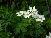 Platanenblättriger Hahnenfuß